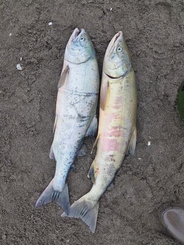 サケの釣果