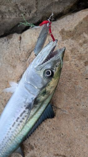 サゴシの釣果
