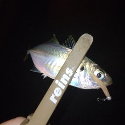 アジ