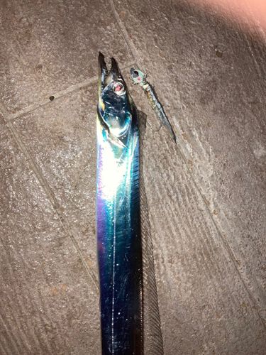 タチウオの釣果