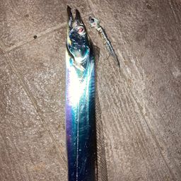 タチウオ