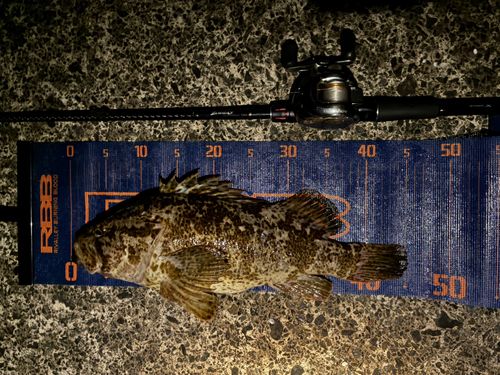 ベッコウゾイの釣果