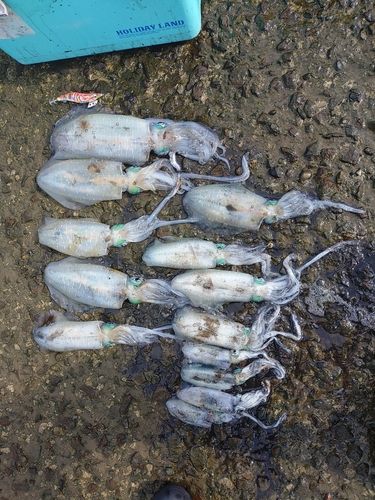 アオリイカの釣果