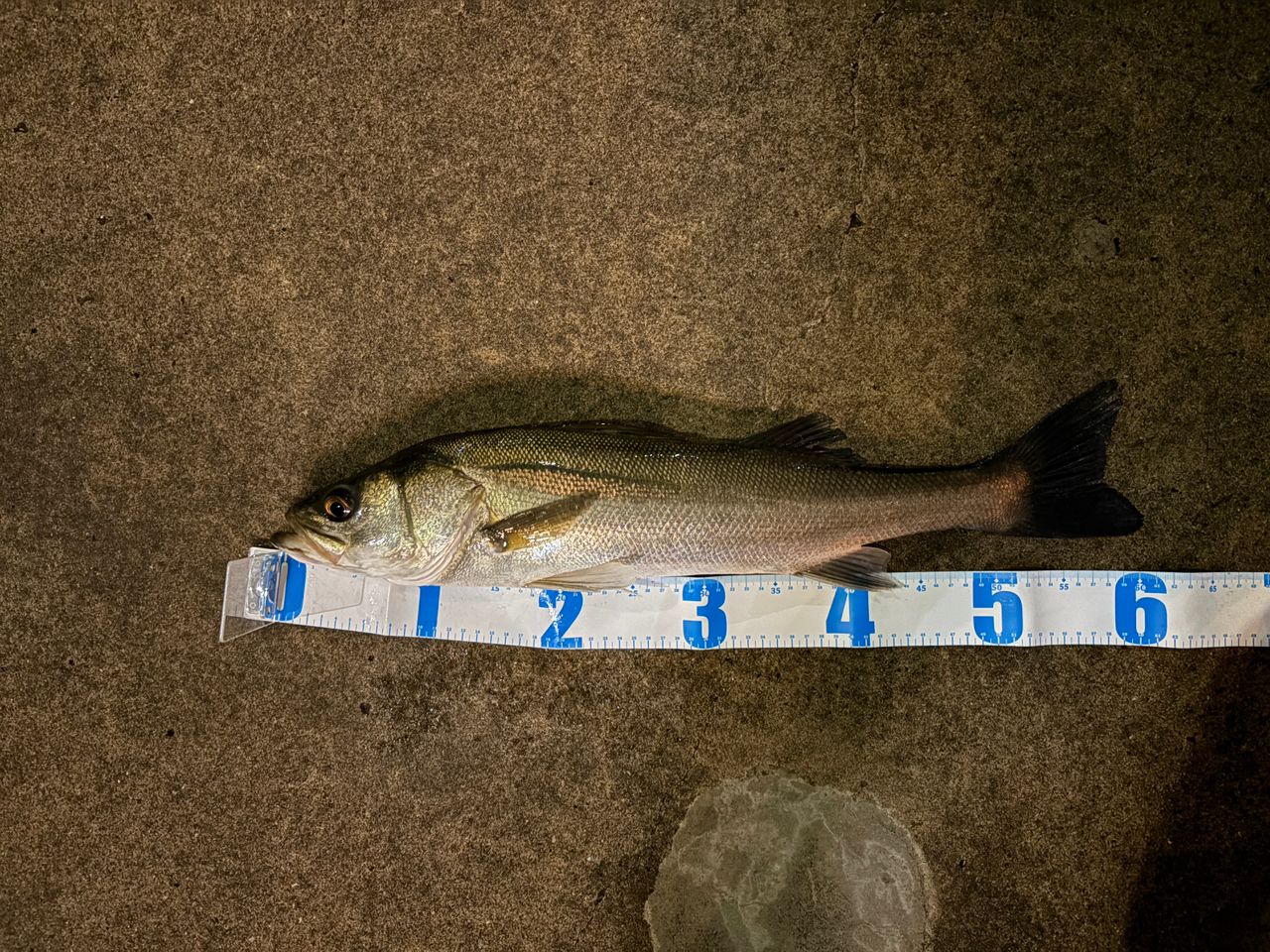 SHIMANO 18ディアルーナ　s90ml 18ディアルーナS90MLのインプレ！ワインド、エギングも出来る