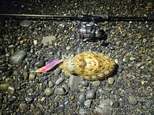 コウイカの釣果