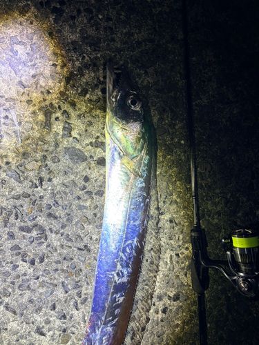 タチウオの釣果