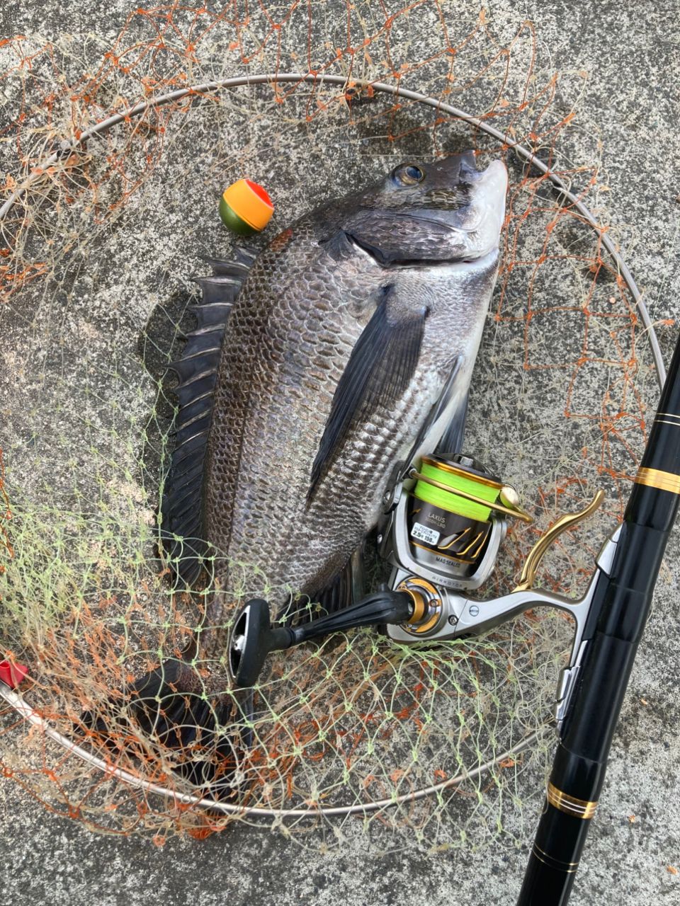 アングラー3718840 さんの 2025年10月06日のクロダイの釣り