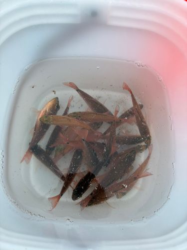 ネンブツダイの釣果