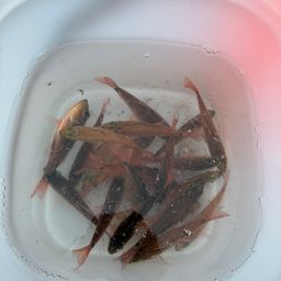 ネンブツダイ