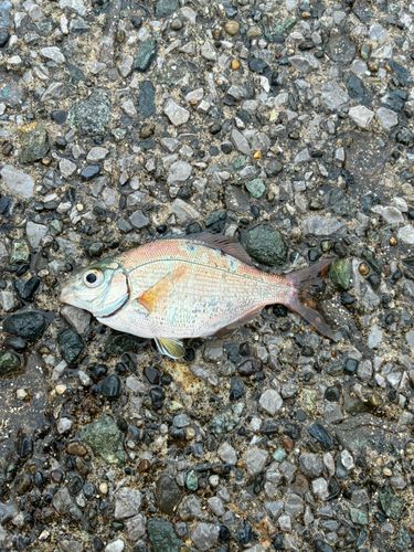ウミタナゴの釣果