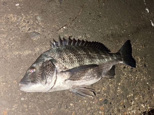 チヌの釣果