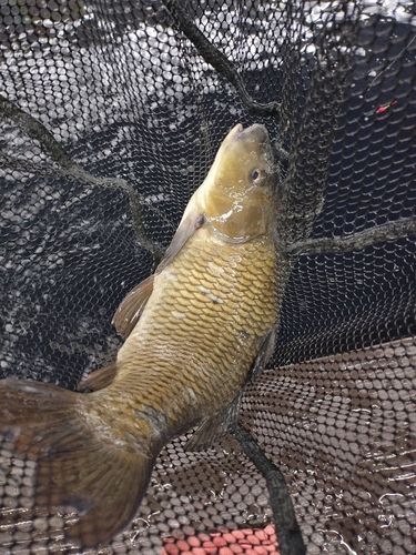 コイの釣果