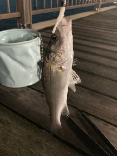セイゴ（マルスズキ）の釣果