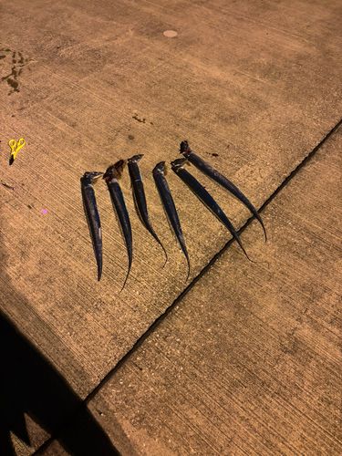 タチウオの釣果