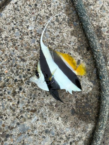 オニハタタテダイの釣果