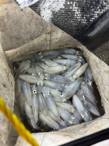 マメイカの釣果