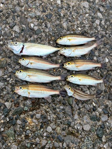 イサキの釣果