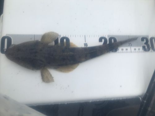 マゴチの釣果