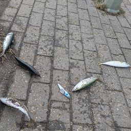 サバ