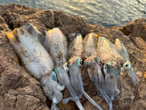 アオリイカの釣果