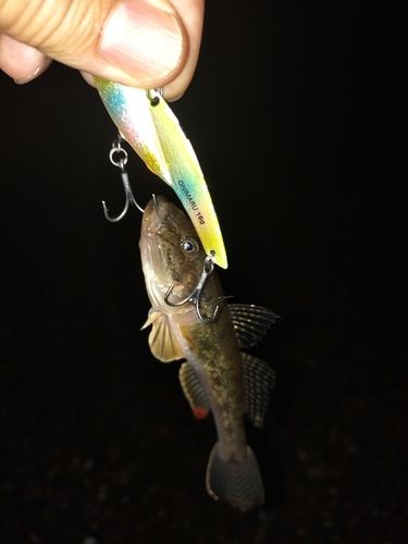 ハゼの釣果