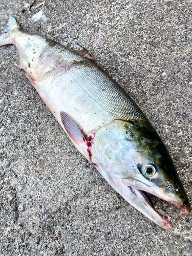 シロザケの釣果