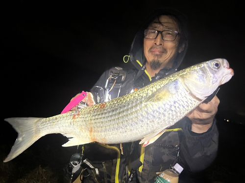 ボラの釣果