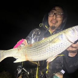 ボラ