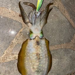 アオリイカ