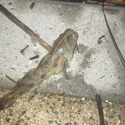 マハゼ