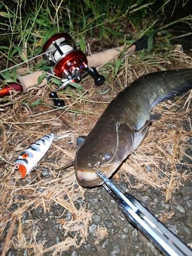 ナマズの釣果