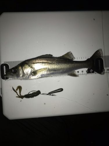 セイゴ（マルスズキ）の釣果