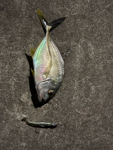 釣果