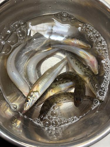 ハゼの釣果