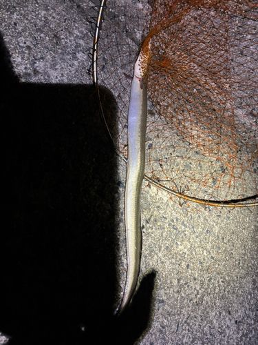 ハモの釣果