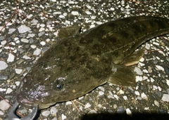 マゴチの釣果