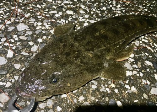 マゴチの釣果