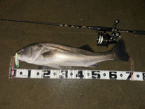 シーバスの釣果