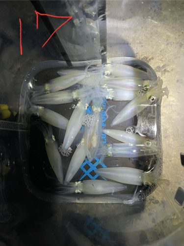 マメイカの釣果