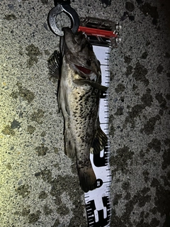 クロソイの釣果