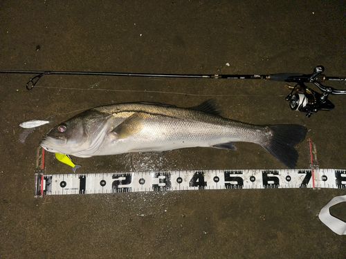 シーバスの釣果