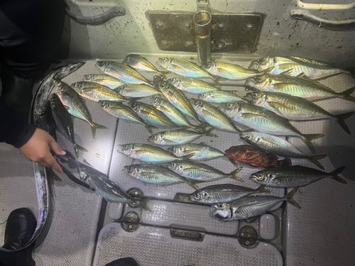 アジの釣果