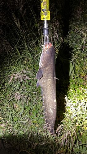 マナマズの釣果