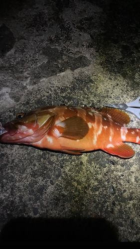 アカハタの釣果