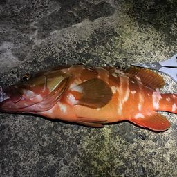 アカハタ