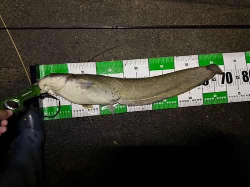 マナマズの釣果