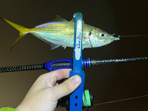 マアジの釣果