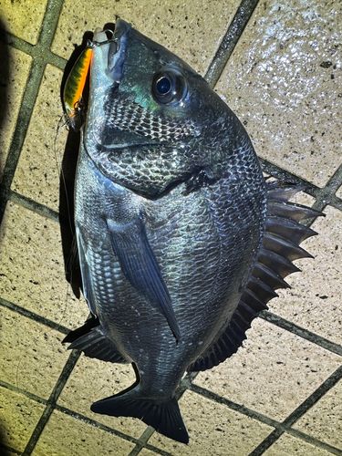 クロダイの釣果