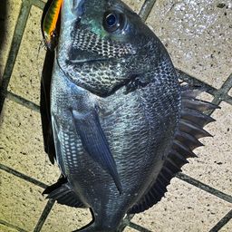 クロダイ