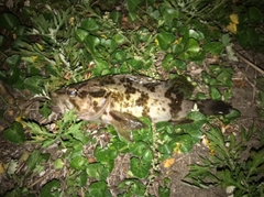 タケノコメバルの釣果